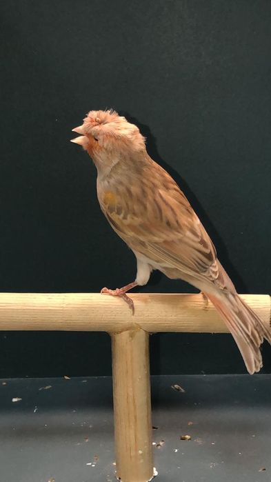 Канарейка (Кенор) самец