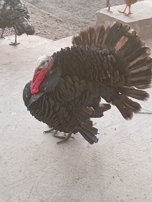 Buxoro tuman Buxoro viloyati