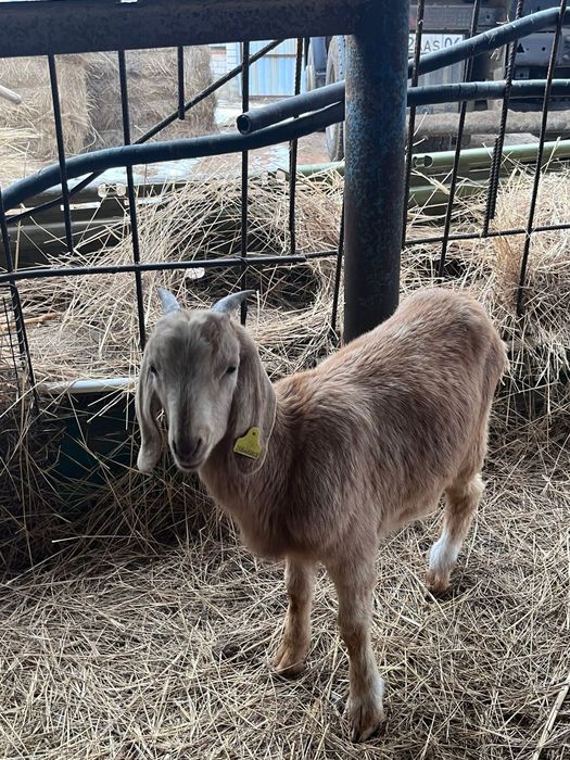 Сельскохозяйственные животные