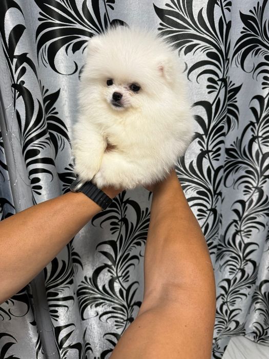 Pomeranian fetita
