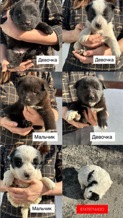 Отдам щенка, отдам щенят