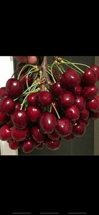 Mevali gilos koʻchatlari