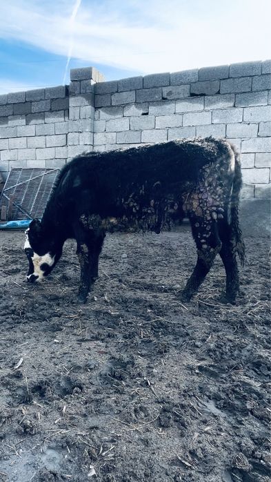 Қашар семіз жемде тұрған