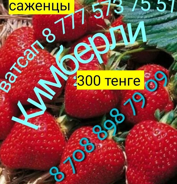 Саженцы клубники 30 разных сортов