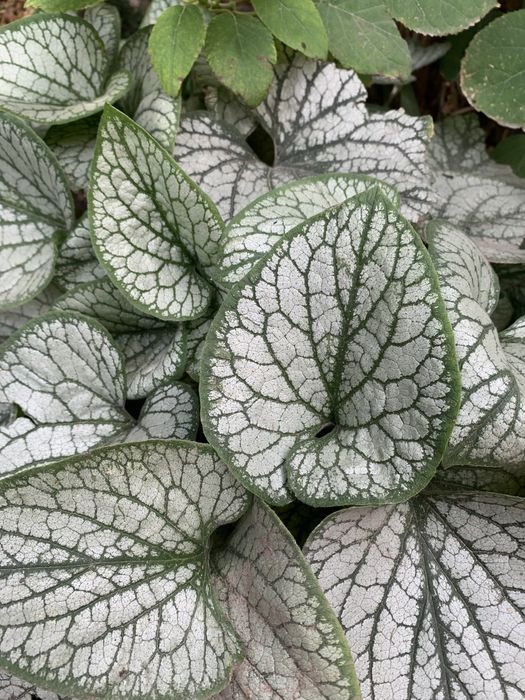 Цветы садовые разные многолетнии