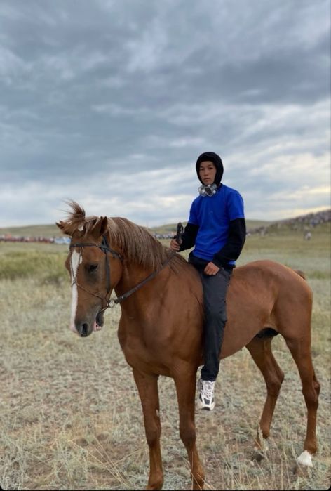 Продается жеребец