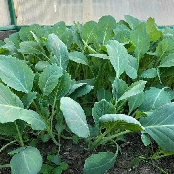 Продам рассаду капусты