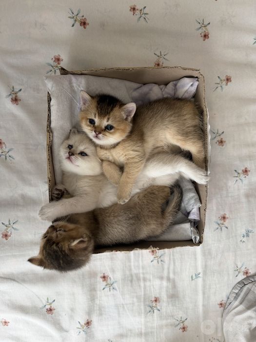 Срочно ищем хозяев для котят