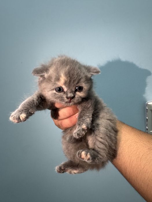 Котяты чистокровные