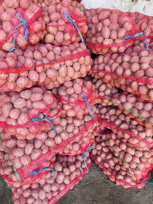 Sămânță cartofi roșii Bellarosa