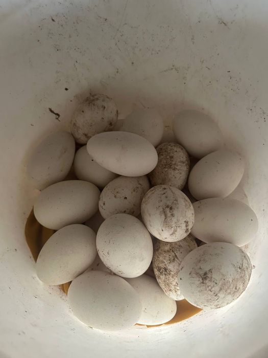 Goz tuxum sotiladi