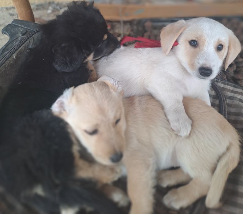 Dragi Prieteni cu Suflet Nobil  Zoro Luna și Atlas sunt la Adoptie.