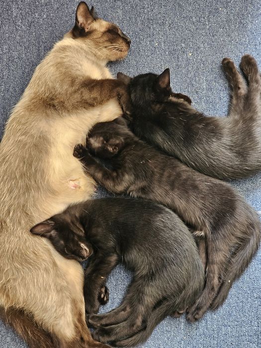 Подаряваме бебе котенца СПЕШНО