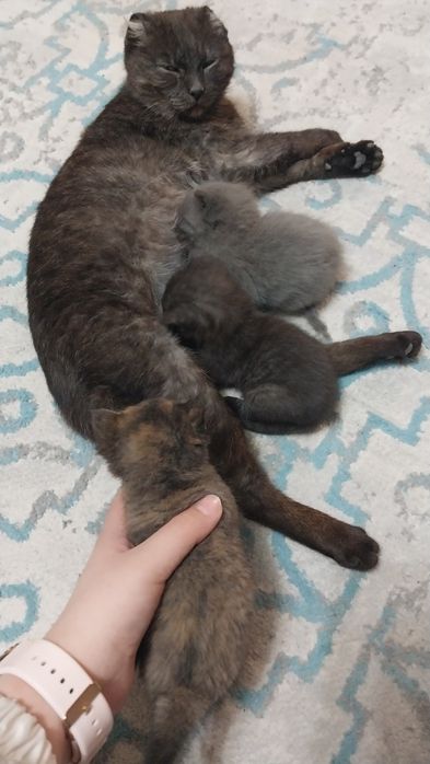 Отдам котята в добрые руки
