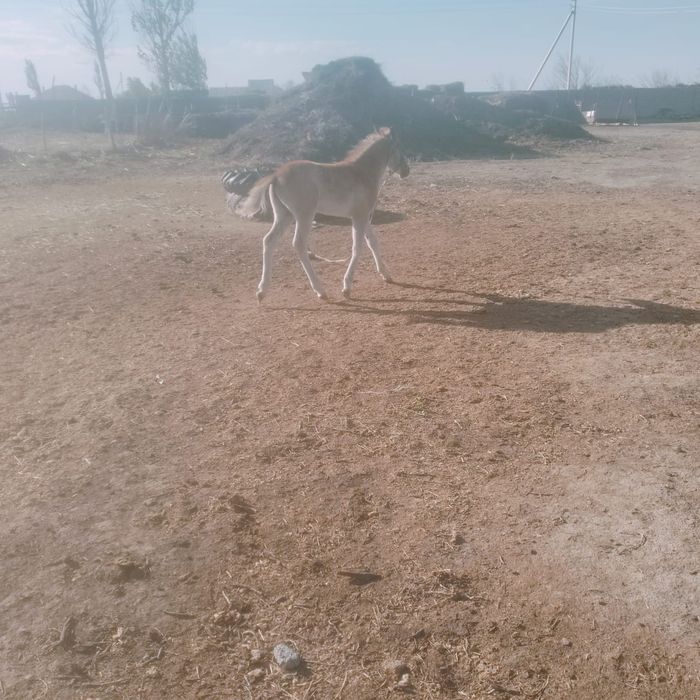 Сауынды бие    '