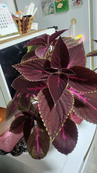 Колеус большие кусты 1500 шт 45я