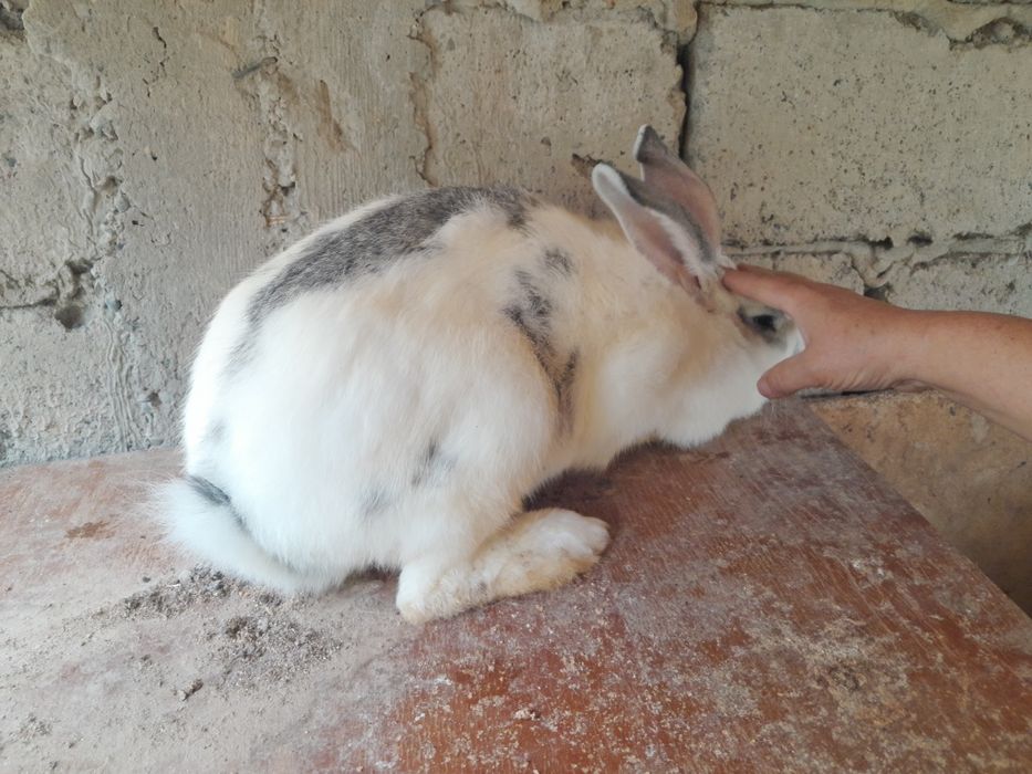 Бабочка крольчиха 9 месяцев