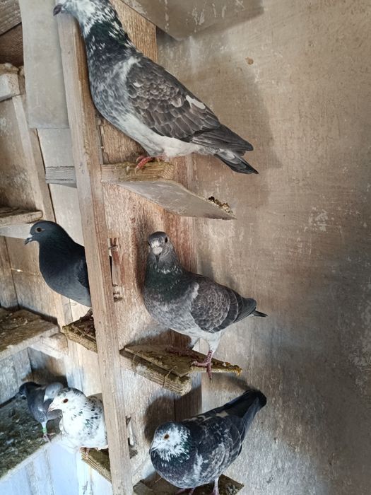 Porumbei voiajori - multipli campioni, cu expoziții.