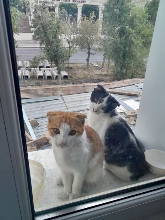 Отдам в добрые руки