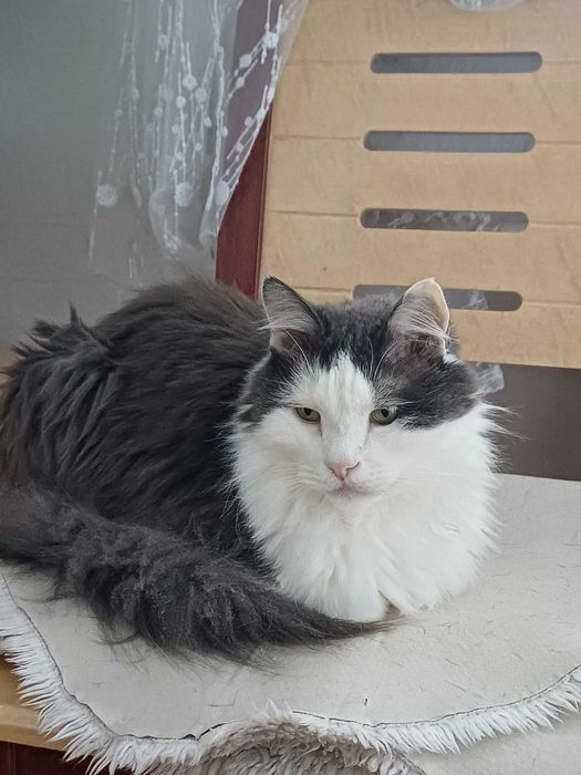 Отдам котенка в добрые руки