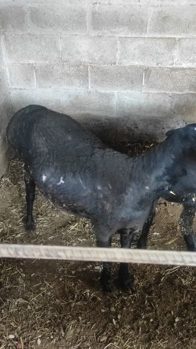 Исори койилар сотилади