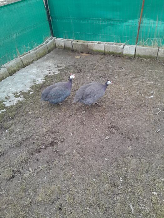 Vând diverse pasari