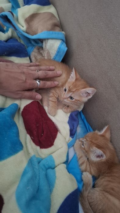 Срочно Отдам в Дар котят