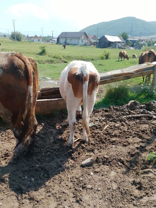 Vând vițică de un an