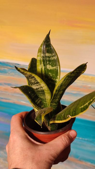 Саньсевьерия Голден Флейм