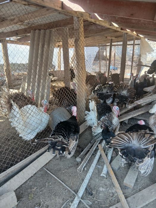 Продается индюки  самцы