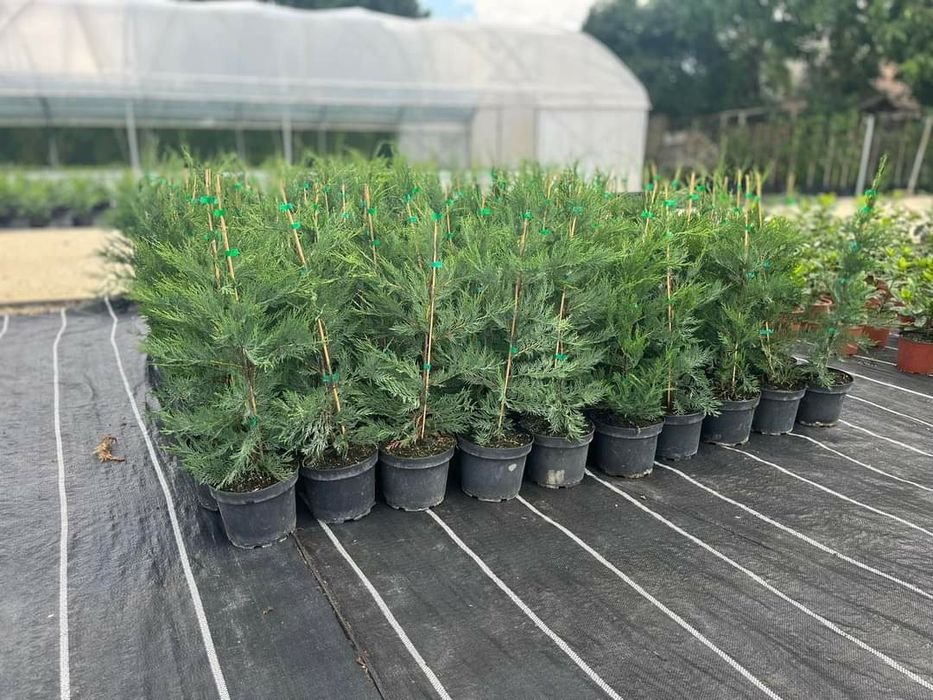 Leylandii 100 cm pentru gard viu