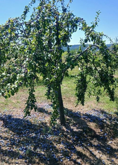 PRUNE de vânzare