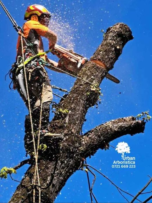 Toaletare Copaci Tăiere Arbori - Defrișare Copaci Periculoși pomi