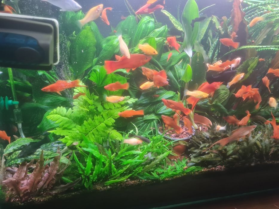 Аквариумные растения.