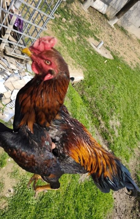 Urushqoq xo'rozlar bor