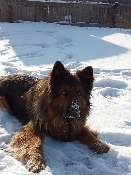 продаю длиношерстную немецкую овчарку