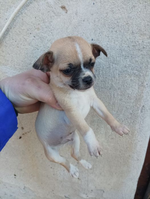 Чихуахуа бебе мъжко