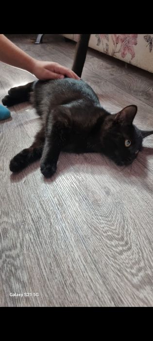 Отдам котенка в хорошие руки