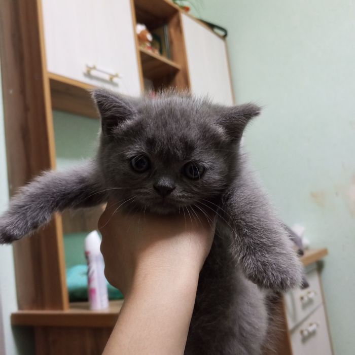 Продаются котята