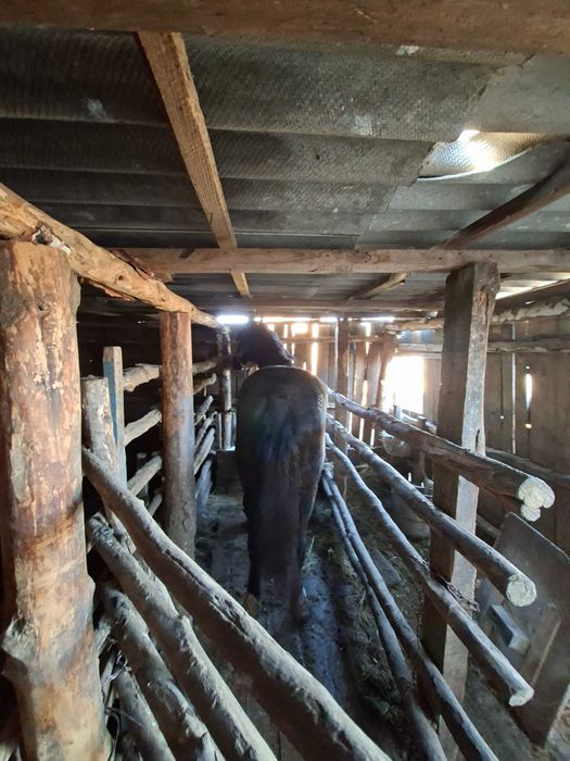 Жеребец табунный