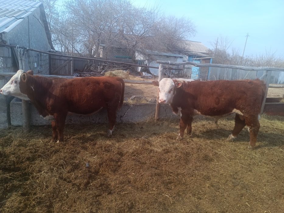 Бычки, быки, крс, молодняк откорм