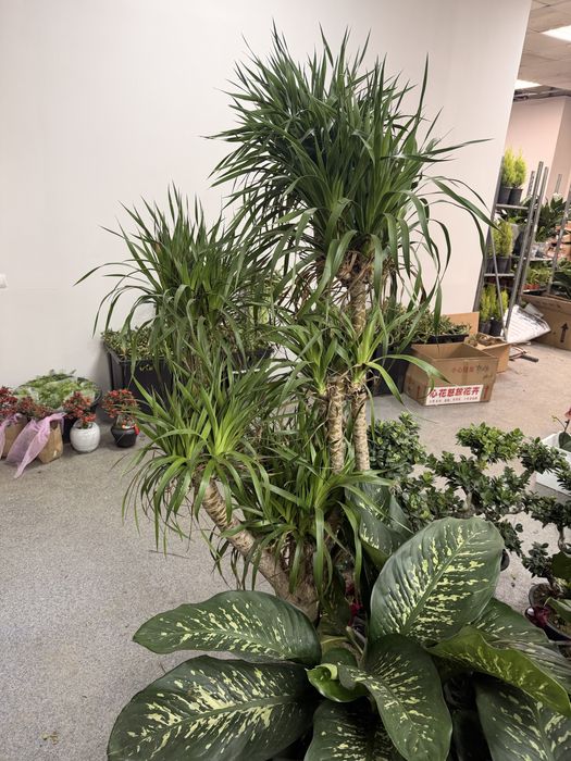 Драцена Драко очень пышная