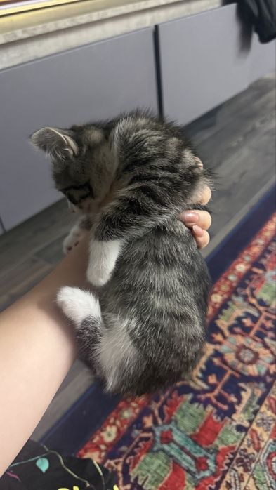 Девочка , приучена к лотку.