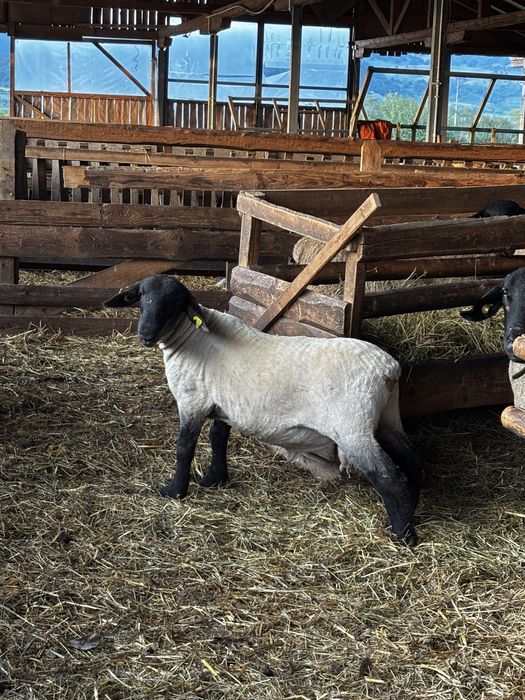 Berbecuti Suffolk pentru reproductie