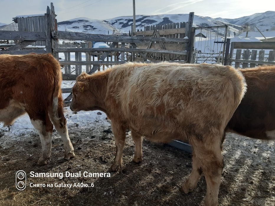 Торпақ палтырашка