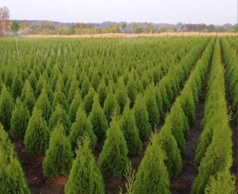 Арчалар хлма хил турдаги.