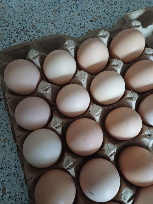 Яйца домашние,свежие