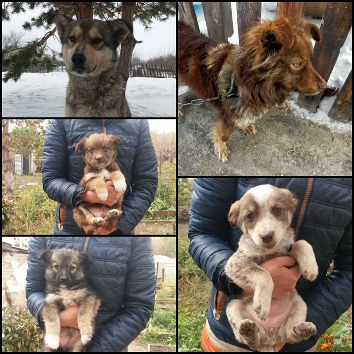 Успей забрать свою собачку!