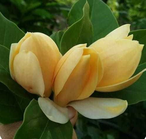 Magnolia ornamentală pentru grădină