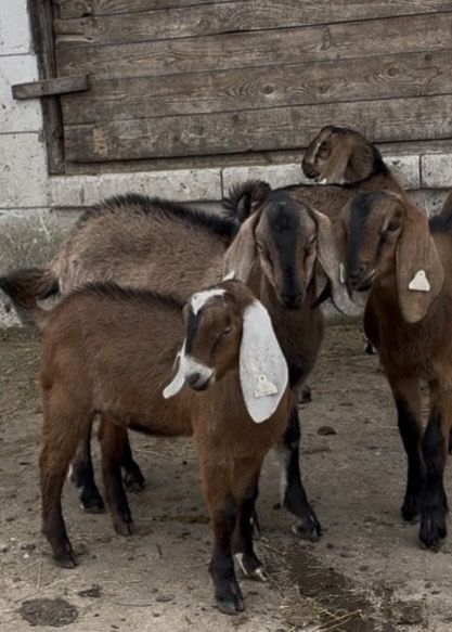 Tapi anglonubieni rasa pura